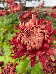 Image result for Chrysanthemum ptarmiciflorum