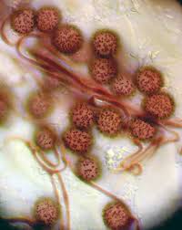 Attēlu rezultāti vaicājumam “Didymium aggregatum”