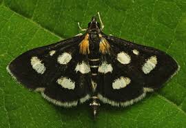 Attēlu rezultāti vaicājumam “Anania stachydalis”