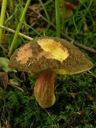 Attēlu rezultāti vaicājumam “Xerocomus pruinatus”