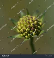 Attēlu rezultāti vaicājumam “Knautia arvensis bud”