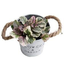 Attēlu rezultāti vaicājumam “Ajuga reptans bud”