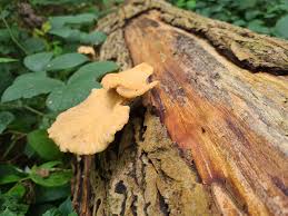 Attēlu rezultāti vaicājumam “Polyporus tubaeformis”