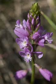 Attēlu rezultāti vaicājumam “Polygala vulgaris flower”