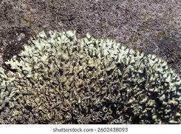 Attēlu rezultāti vaicājumam “Menegazzia terebrata”