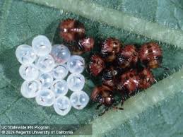 Attēlu rezultāti vaicājumam “Pentatomidae eggs”