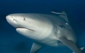 Image result for Carcharhinus leucas