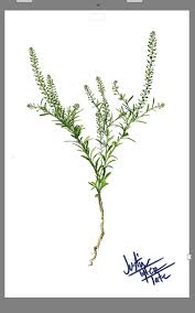 Attēlu rezultāti vaicājumam “Lepidium densiflorum fruit”