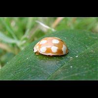 Attēlu rezultāti vaicājumam “Calvia decemguttata larva”