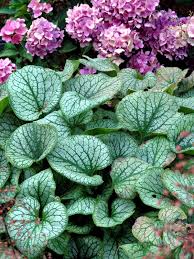 Image result for Brunnera `Jack Frost`