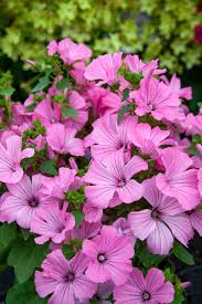Image result for Lavatera trimestris