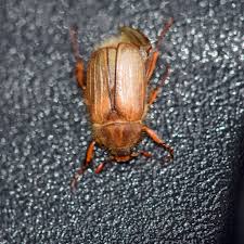 Attēlu rezultāti vaicājumam “Amphimallon solstitiale imago”