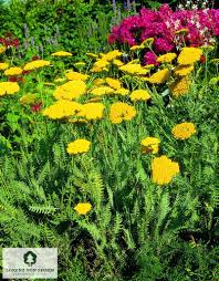 Image result for Achillea filipendulina