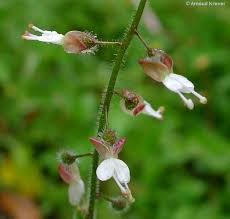 Attēlu rezultāti vaicājumam “Circaea lutetiana”