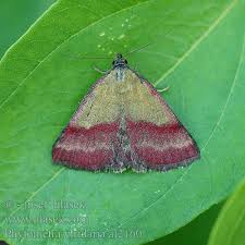 Attēlu rezultāti vaicājumam “Phytometra viridaria”