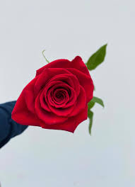 Image result for Red Rose Cc