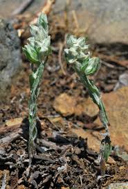 Attēlu rezultāti vaicājumam “Filago arvensis”