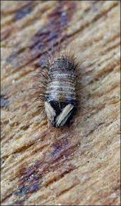 Attēlu rezultāti vaicājumam “Anthrenus sp. larva”