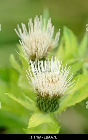 Attēlu rezultāti vaicājumam “Cirsium oleraceum flower”