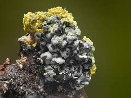 Attēlu rezultāti vaicājumam “Physarum rubiginosum plasmodium”