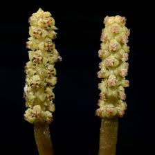 Attēlu rezultāti vaicājumam “Potamogeton perfoliatus flower”