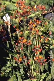 Image result for Hieracium aurantiacum