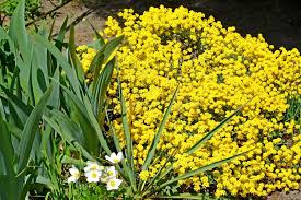 Attēlu rezultāti vaicājumam “Alyssum gmelinii”