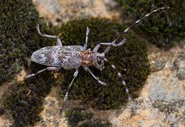 Attēlu rezultāti vaicājumam “Monochamus galloprovincialis”