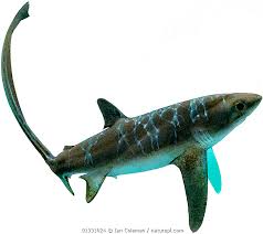 Image result for Alopias superciliosus