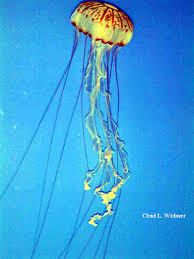 Attēlu rezultāti vaicājumam “Scyphozoa”