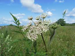 Attēlu rezultāti vaicājumam “Conioselinum tataricum”