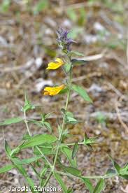 Attēlu rezultāti vaicājumam “Melampyrum nemorosum leaf”
