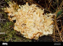 Attēlu rezultāti vaicājumam “Sparassis crispa”