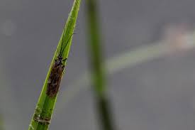 Attēlu rezultāti vaicājumam “Phytocoris longipennis”