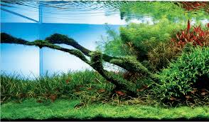 Znalezione obrazy dla zapytania takashi amano%