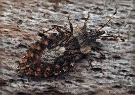 Attēlu rezultāti vaicājumam “Aradus betulae”