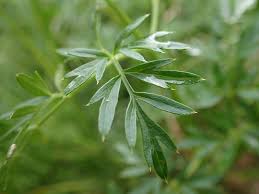 Attēlu rezultāti vaicājumam “Selinum carvifolia leaf”