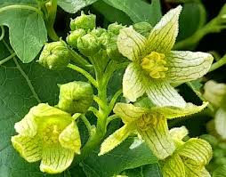 Attēlu rezultāti vaicājumam “Carex dioica male flower”