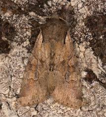 Attēlu rezultāti vaicājumam “Apamea sordens”