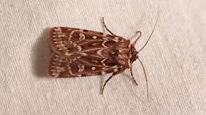 Attēlu rezultāti vaicājumam “Lycophotia porphyrea”