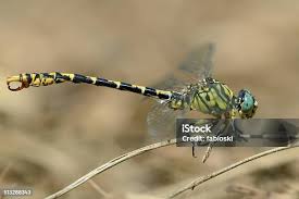 Attēlu rezultāti vaicājumam “Onychogomphus forcipatus”