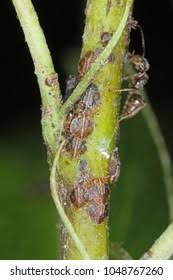 Attēlu rezultāti vaicājumam “Thyatira batis larva”