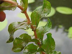 Attēlu rezultāti vaicājumam “Potamogeton praelongus leaf”