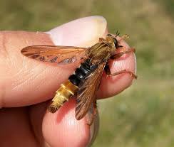 Attēlu rezultāti vaicājumam “Asilus crabroniformis”