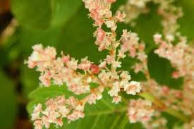 Attēlu rezultāti vaicājumam “Reynoutria japonica flower”