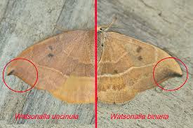 Attēlu rezultāti vaicājumam “Watsonalla binaria”