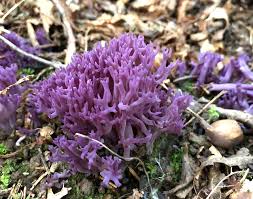 Attēlu rezultāti vaicājumam “Badhamia bethelii”