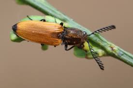 Attēlu rezultāti vaicājumam “Anostirus castaneus”