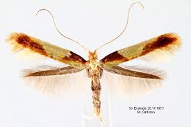 Attēlu rezultāti vaicājumam “Caloptilia alchimiella”