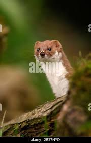 Attēlu rezultāti vaicājumam “Mustela nivalis adult”